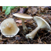Мицелий Говорушки булавоногой / Говорушка булавовидноногая (Clitocybe clavipes)